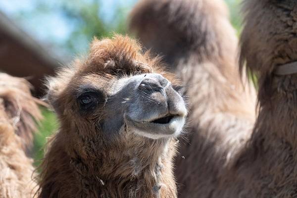 Quelle: https://www.freiburg.de/pb/mundenhof,Lde/Tiergehege/Asien.html